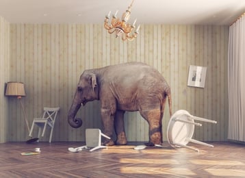 Elephant In the Room ECM-489096-edited.jpg